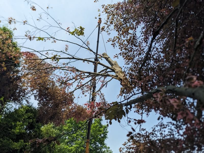 Rigging line attached to a cut branch high in a canopy