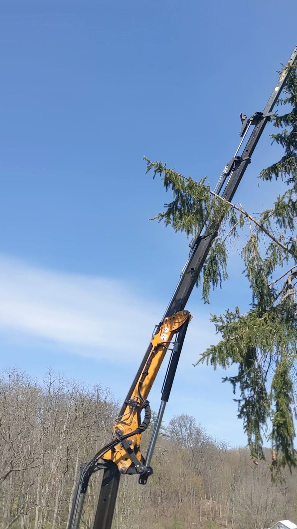 Tree crane boom working beside an evergreen canopy