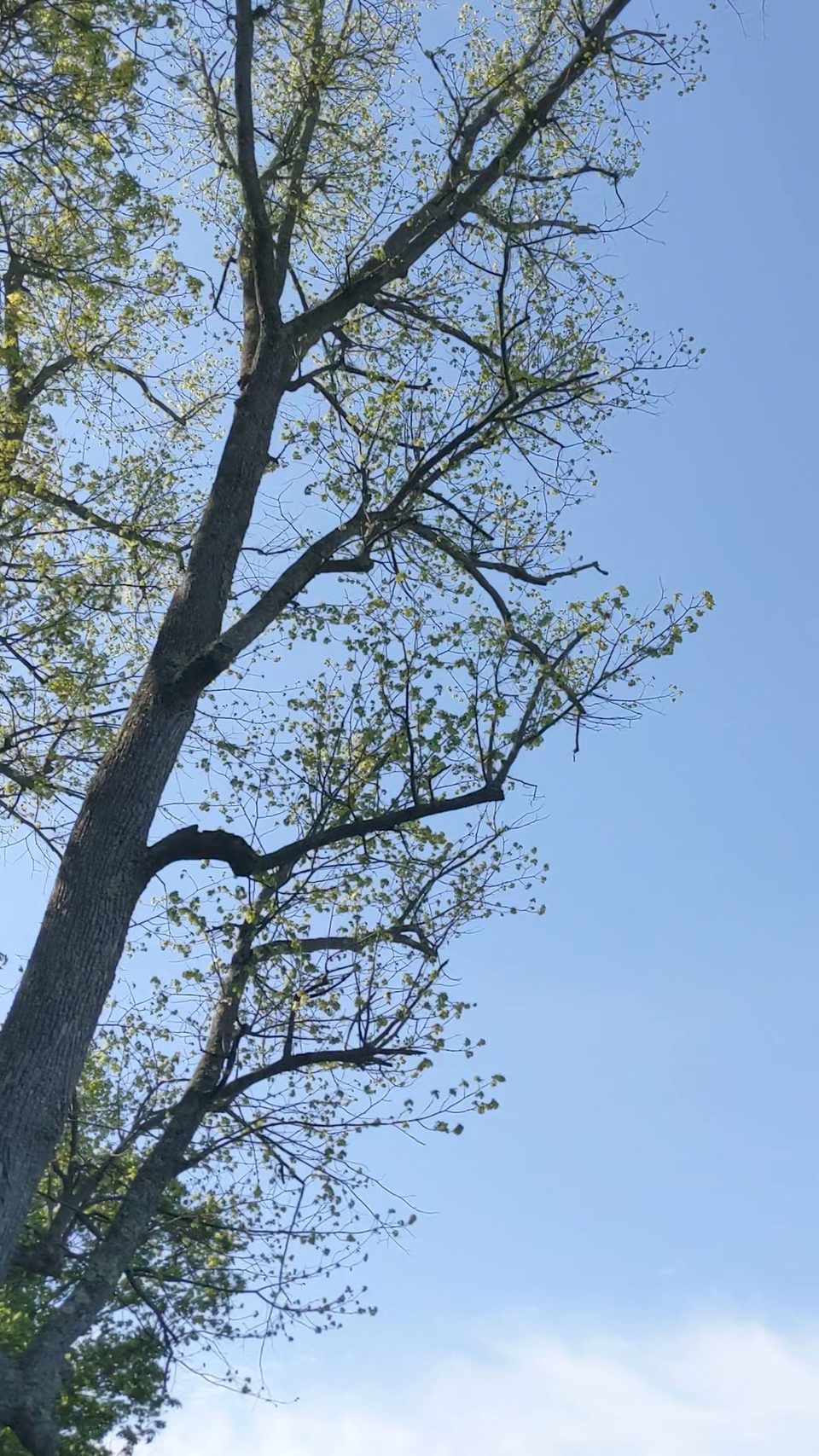 Looking upward into a sparse tree crown for branch assessment