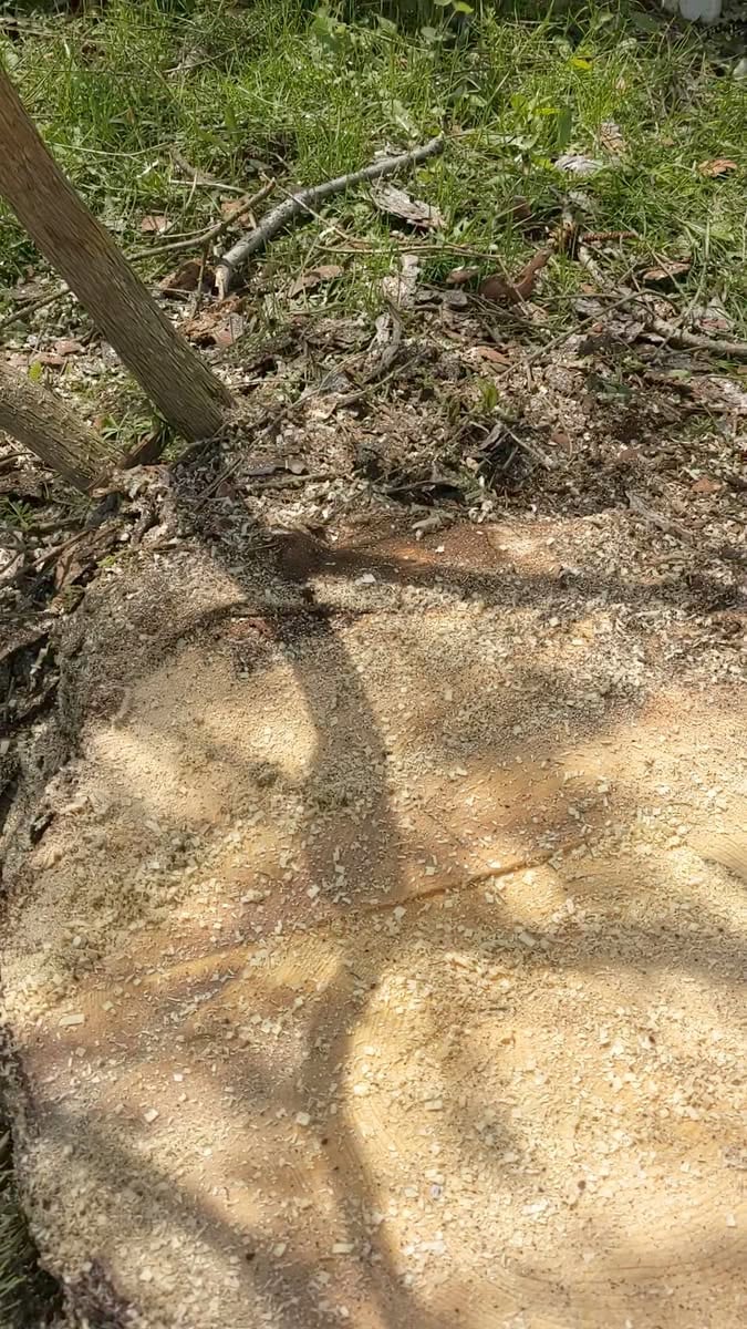 Freshly cut stump and sawdust after tree work