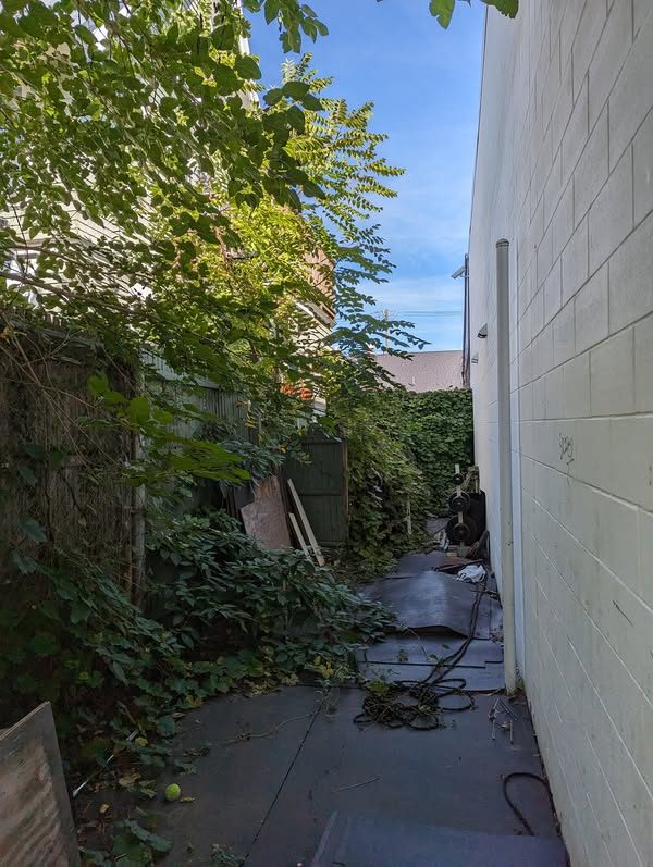 Volunteer growth in a narrow passage between buildings